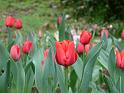Tulip Scarlet 